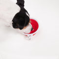 Thirsty Dog Bowl - Chilli Red