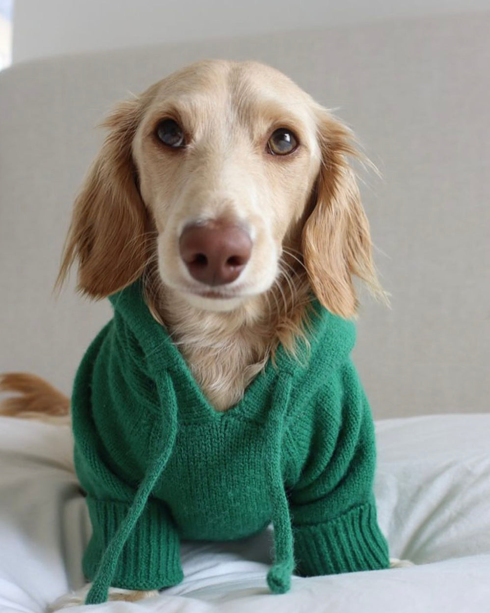 Venice Kelly Green Dog Hoodie
