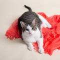 Magic Carpet