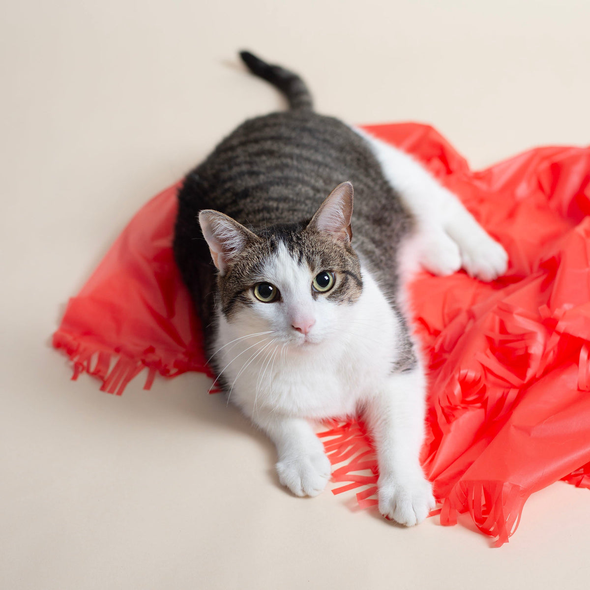 Magic Carpet